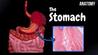 Stomach Anatomy Topography External Features Parts Layers [upl. by Aleacem]