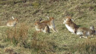 Mad March hares on Rathlin Island [upl. by Sedberry]