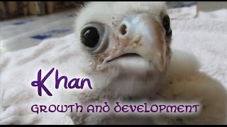 Khan the Saker Falcon  Growth And Development [upl. by Ivar]