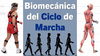 Biomecánica del Ciclo de Marcha [upl. by Tyrrell]