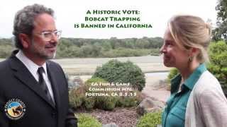 Historic Vote Bobcat Trapping is Banned in CA [upl. by Yenttirb]