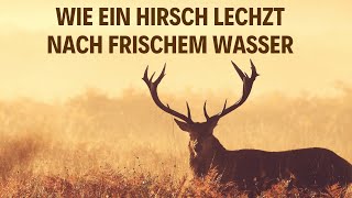 Wie ein Hirsch cover Ein Lied über Psalm 42  Pater Manuel [upl. by Aiahc]