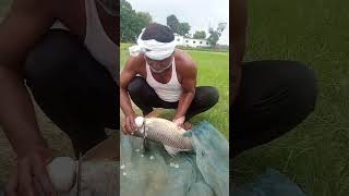 fish cutting fishing fish short looseweightinoneweek shorts short shortsvideo shortvideo [upl. by Asus366]