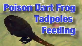 Poison Dart Frog TADPOLES Feeding  HD [upl. by Lyns]