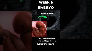 Amazing 😍Pregnancy 6 week embryo 3D animation and ultrasound pregnancy ultrasound sonography [upl. by Aztiray]