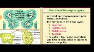 Structure of Microsporangium [upl. by Ashlie]