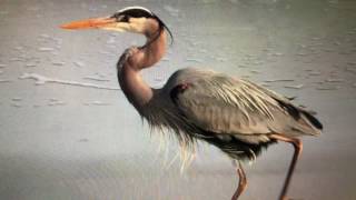 great blue heron song call [upl. by Arehahs114]