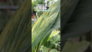 epi amplissimum variegated epi garden houseplants plants [upl. by Fiedler]