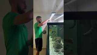 Feeding the African Cichlid Tank [upl. by Aititel]