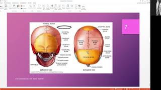 Quick Anatomy Review [upl. by Adil]