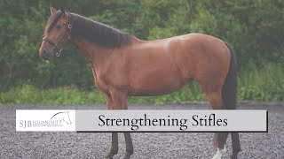 How to Strengthen my horses Stifles  SJB Equanimity [upl. by Bruce56]