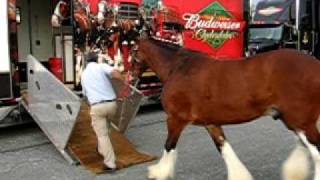 Loading The Budweiser Clydesdales Into The Trailer [upl. by Mosra735]