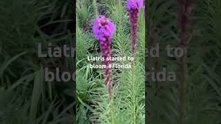 Liatris Spicata [upl. by Yaja]