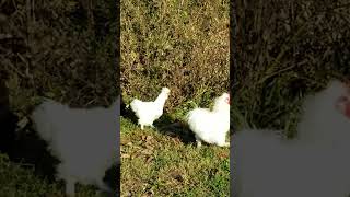 Bantam chickens free ranging homestead chickens bantams freerangechickens [upl. by Franklin]