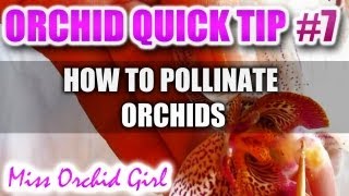 Orchid Tip 7  How to pollinate Orchids [upl. by Ayin730]