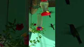 Hummingbird Paradise BirdFeeder Magic in Costa Rica 🏞️✨nature birds [upl. by Rennerb]