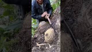 The process of digging plantain roots Good tools and machinery can increase work efficiency [upl. by Canice46]