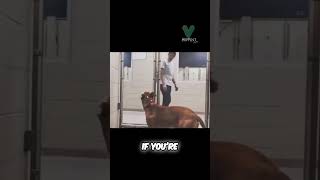 Lonely Shelter Dogs Heartfelt Plea for a Homeshorts shortvideodogloversviral [upl. by Aehsan]