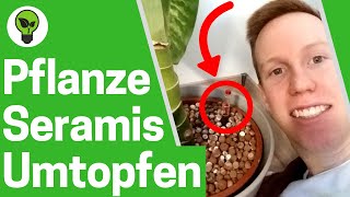 Pflanzen Umtopfen ✅ TOP ANLEITUNG Trauermücken Bekämpfen mit Hydrokultur amp Seramis Zimmerpflanzen [upl. by Ottinger655]