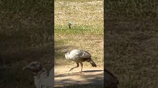 Wild Turkeys Return to Sky Valley Ranch Featuring a Rare White Turkey [upl. by Sarene130]