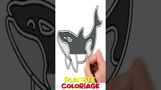 Apprendre Coloriage Orque  Planète Coloriage [upl. by Nywroc]