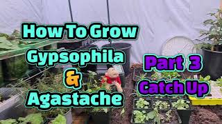 How to grow Gypsophila and Agastache part 3 [upl. by Parke]