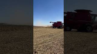 Soybean Harvest caseih soybeanfarming farming agriculture combine farm harvest fall [upl. by Swayder]