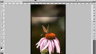 Pixelstarter Photoshop Videotraining Teil 16 Bilder beschneiden [upl. by Annaj]