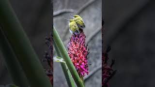 Little spiderhunter bird voice for sleep 💤Nature with relaxation littlespiderhuntersleep [upl. by Asirralc799]