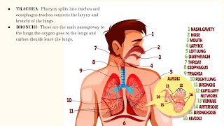 10th Standard Biology  CBSE  Life Processes  Part 4  Human Respiration  INHALATIONEXHALATION [upl. by Nigam]