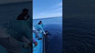 fishing sailfish monster maldives trending trendingshorts fun [upl. by Nosnev]