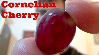 Cornelian Cherry Review  Sharbat recipe  Weird Fruit Explorer Ep 112 [upl. by Assirol]