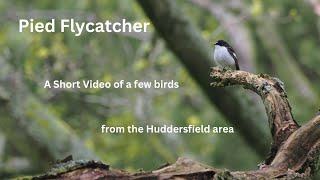 Pied Flycatcher in the Huddersfield Area using the OM1 [upl. by Naamana]