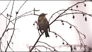 Redwing Turdus iliacus  Rotdrossel [upl. by Llessur]