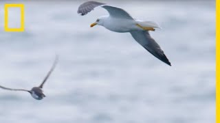 Ces goélands partent à lattaque de petits guillemots [upl. by Ettedo]