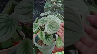 Giant Peperomia Argyreia aka WatermelonLush and healthy plant [upl. by Aisak]