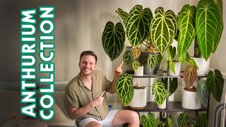 ANTHURIUMS  my full collection amp care tips [upl. by Neelac]