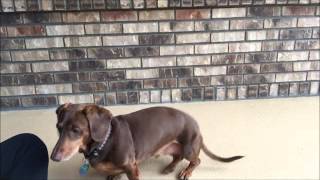 Teaching a Dog to Stop Barking with a quotQuietquot Cue [upl. by Uot]