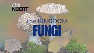 Part1 The Kingdom Fungi Characteristics Classification and Structure 11th NCERT Biology fungi [upl. by Leiand]