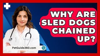 Why Are Sled Dogs Chained Up  PetGuide360com [upl. by Tillford]