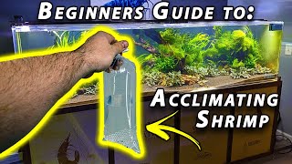 How to Acclimate Freshwater Shrimp Beginner Shrimp Keeping [upl. by Devlin]