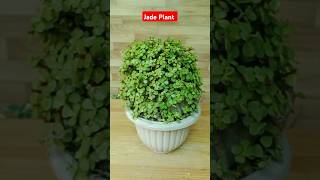 shorts ll Diy Plant pruning jadeplant pothos viralshort [upl. by Jorgan]