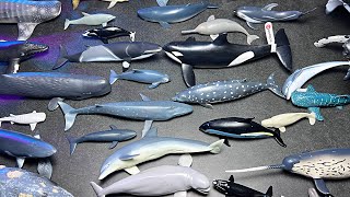 Whales amp Dolphins Collection  Minke Whale Bottlenose Dolphin Orca Blue Whale Beluga Vaquita [upl. by Frum]