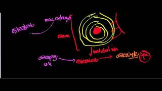 Intramembranous Ossification [upl. by Karab127]