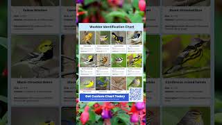 The Secret to Identifying Warblers Warbler Identification Chart [upl. by Yaner429]