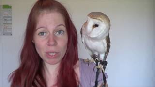 Basics Of Owning An Owl [upl. by Ahsiena]