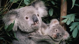 KOALAS🐨SONG 💥🔥BEAUTIFUL KOALAS🐨KOALA BEARSBEAUTY OF ANIMALS AND BIRDS 💖❤️NATURE ❤️CUTE ANIMALS [upl. by Eelta]