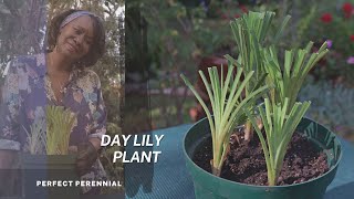 The Daylily  Known as quot the Perfect perennialquot  Propagation Tips amp Plant Care [upl. by Lekcar]