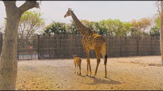 Take a look into our Safari Journey Experience at Dubai Safari Park [upl. by Cartwright]