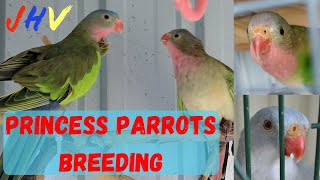 Princess Parrots Breeding breedingparrots princessparrots [upl. by Oluas]